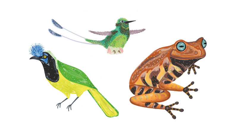 siga-ilustrada-elementos-animales-ilustrados-ilustracion-personalizada