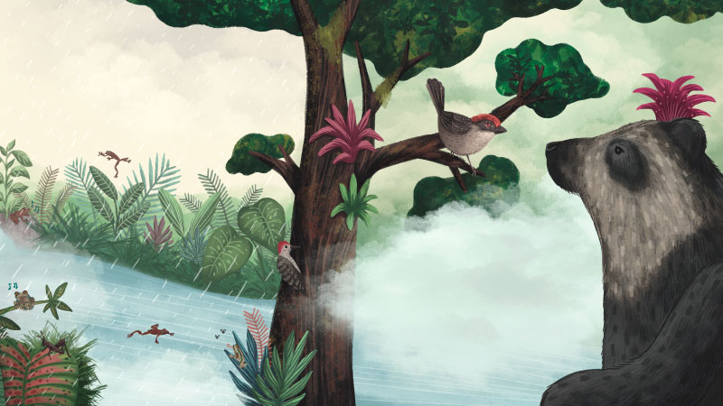 siga-ilustrada-cuento-infantil-guanacas-oso-anteojos
