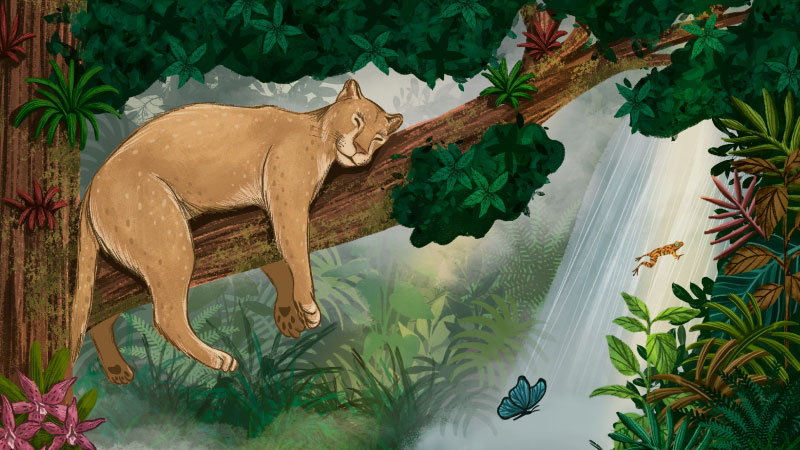siga-ilustrada-cuento-infantil-guanacas-puma-bosque-niebla